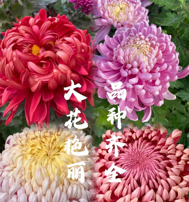 菊花有哪些特点？菊花的品种和特性介绍是什么？