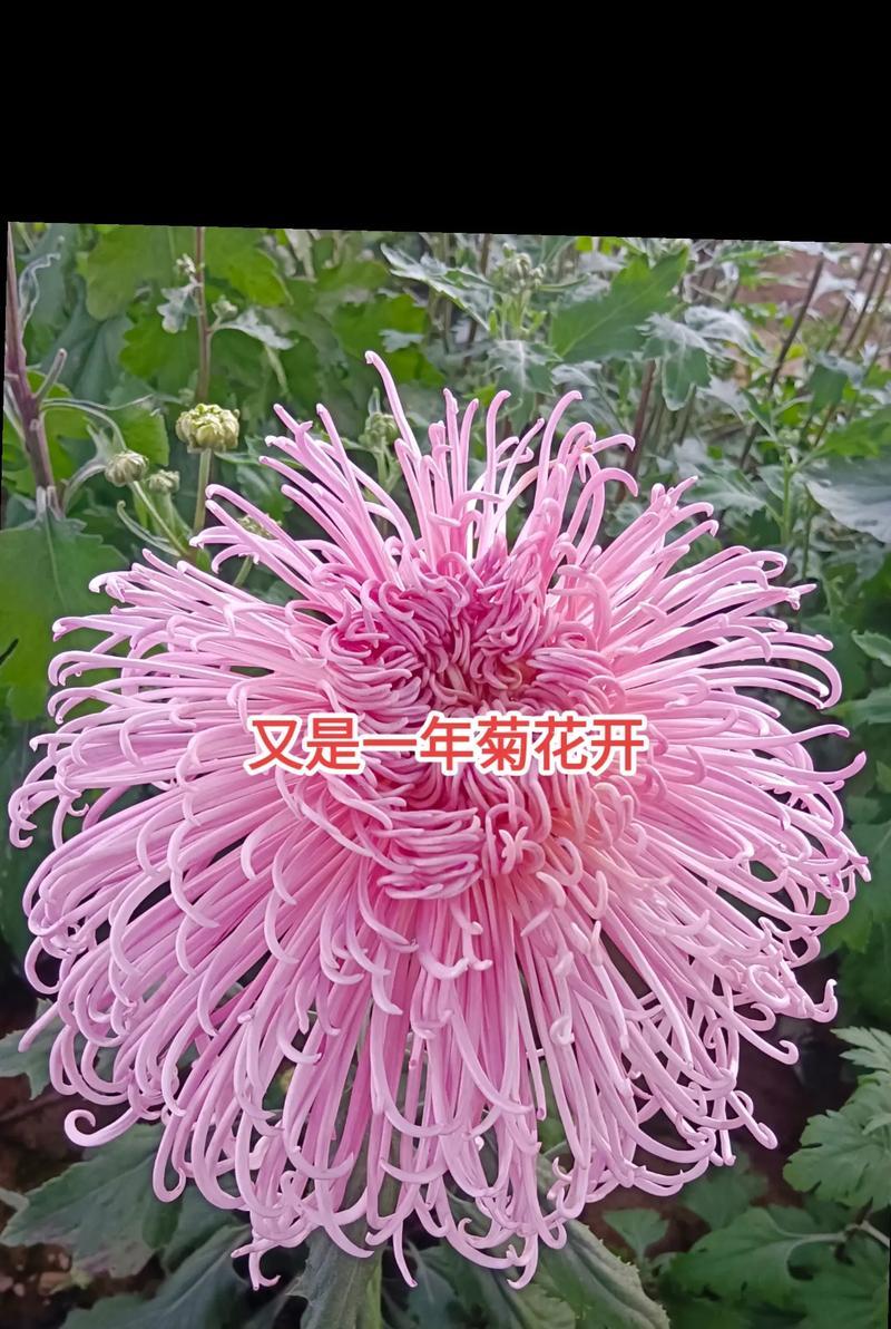 菊花有哪些特点？菊花的品种和特性介绍是什么？