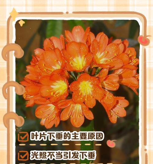 叶子下垂的常见原因有哪些？如何解决？
