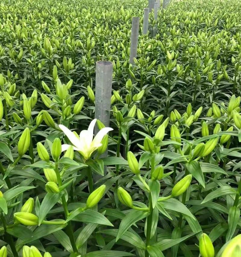 鲜切花百合有哪些品种？哪种最受欢迎？