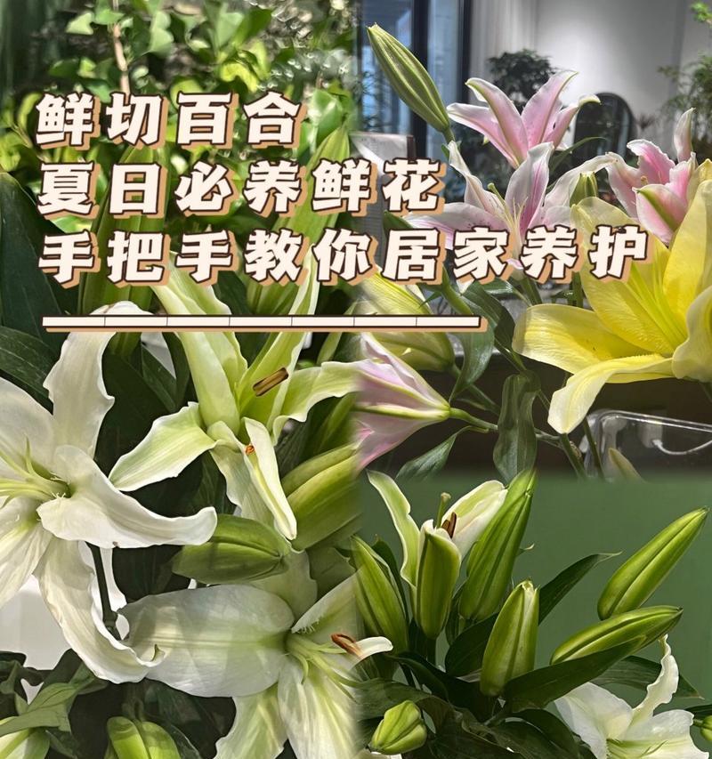 鲜切花百合有哪些品种？哪种最受欢迎？