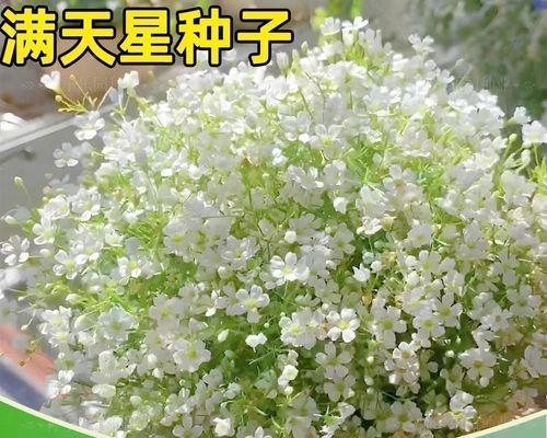 满天星花种植的正确方法是什么？