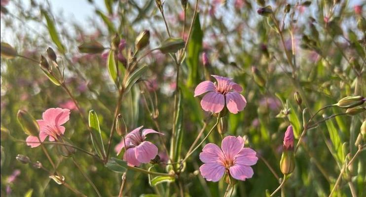 满天星花种植的正确方法是什么？