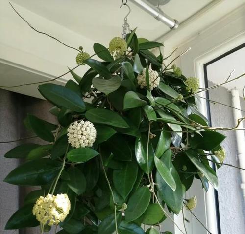球兰不开花怎么办？