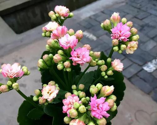 珊瑚豆的养殖方法是什么？如何防止其枝叶徒长？