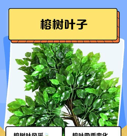 榕树叶子出现黑斑？如何有效处理？