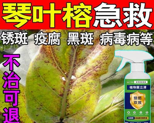 榕树叶子出现黑斑？如何有效处理？