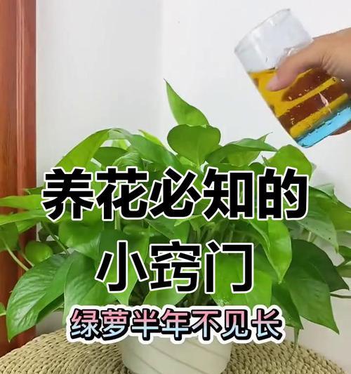 花草养护的基本方法是什么？如何保持花草健康？