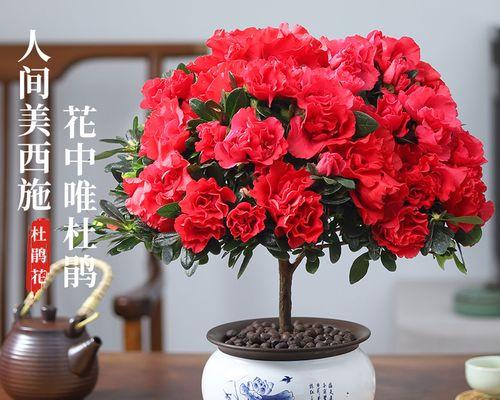 四季杜鹃花的养护要点有哪些？