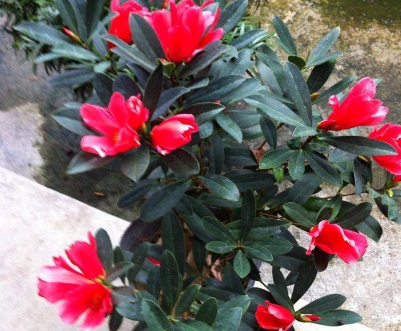 四季杜鹃花的养护要点有哪些？