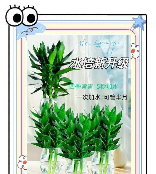 水培富贵竹的步骤是什么？水培过程中需要注意什么？