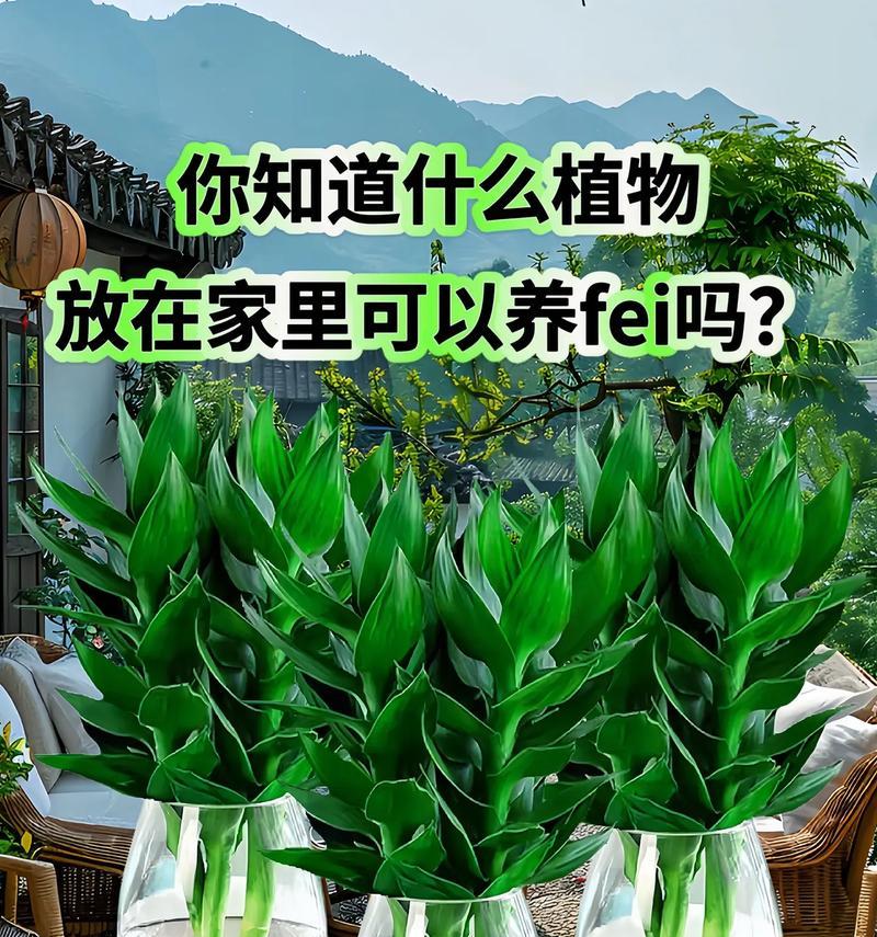 水培富贵竹的步骤是什么？水培过程中需要注意什么？