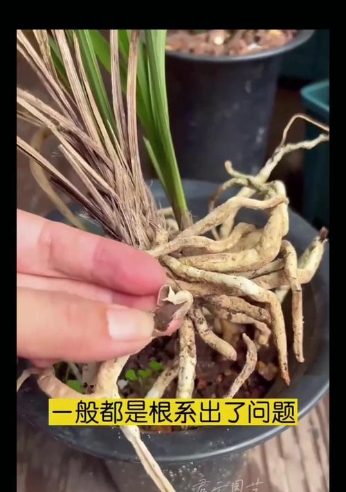 兰花叶子枯萎的常见原因及处理方法是什么？