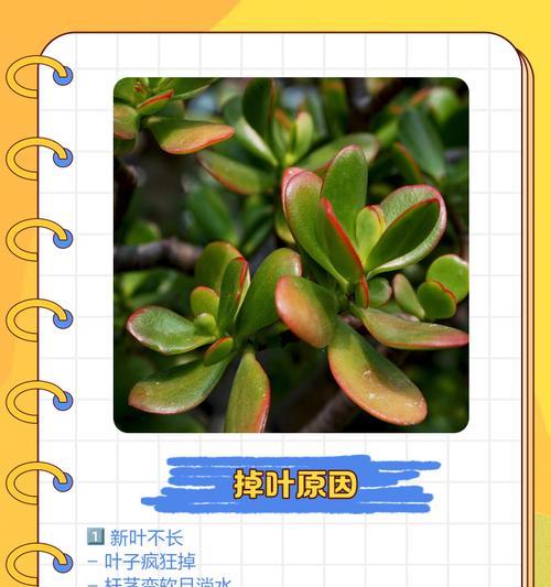 玉树插叶的正确方法是什么？