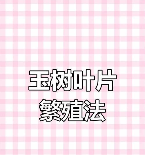 玉树插叶的正确方法是什么？