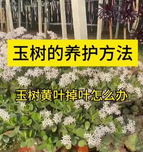 玉树插叶的正确方法是什么？