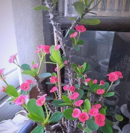 花卉有毒的原因是什么？如何避免花卉的毒性？