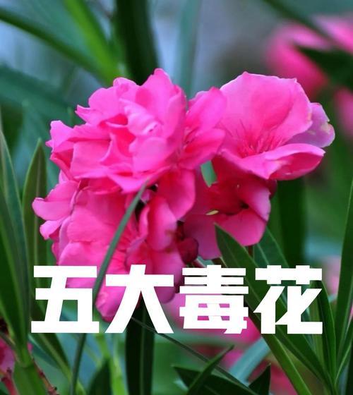 花卉有毒的原因是什么？如何避免花卉的毒性？