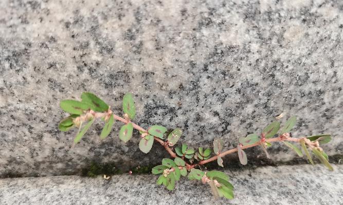 具有勇气的植物有哪些？它们的象征意义是什么？