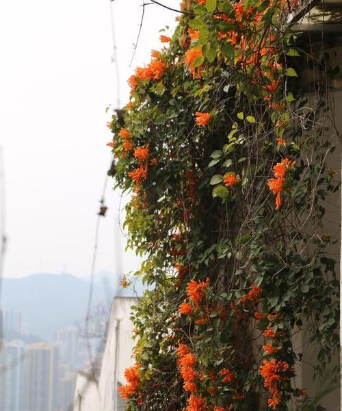 具有勇气的植物有哪些？它们的象征意义是什么？