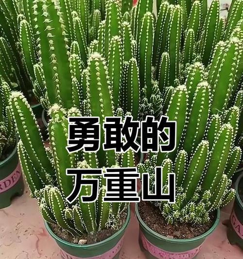 具有勇气的植物有哪些？它们的象征意义是什么？