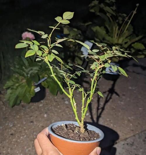月季多开花的方法是什么？如何保证月季的生长？