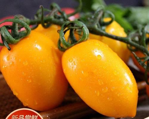 洋柿子品种有哪些？如何选择适合庭院种植的洋柿子？