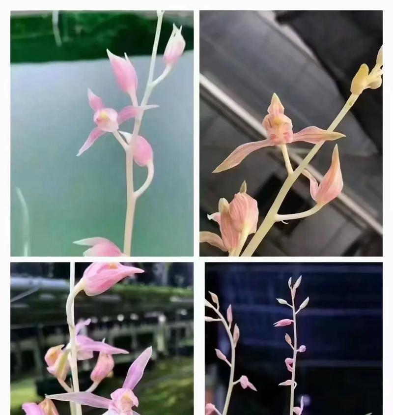 兰花怎么样养？兰花的养殖环境和护理要点有哪些？