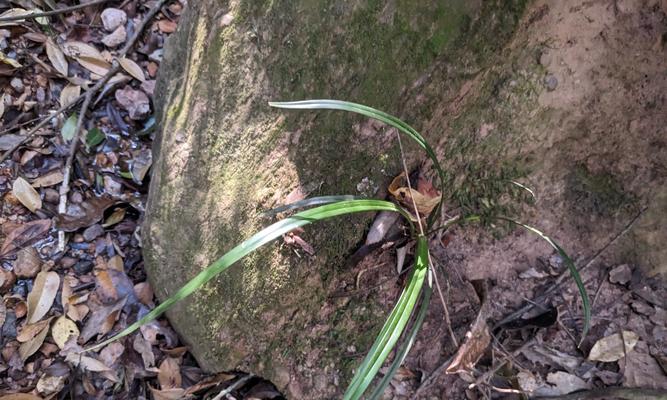 兰花怎么样养？兰花的养殖环境和护理要点有哪些？