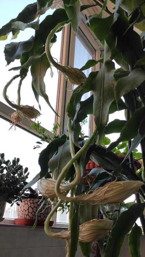 昙花怎么养？昙花的养殖方法和注意事项是什么？