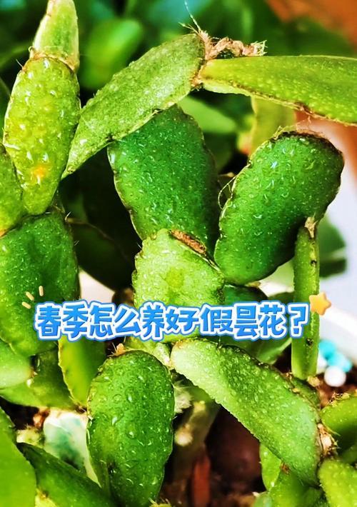 昙花怎么养？昙花的养殖方法和注意事项是什么？