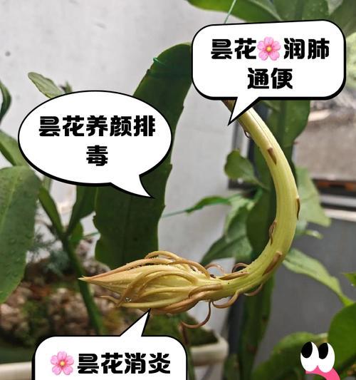昙花怎么养？昙花的养殖方法和注意事项是什么？