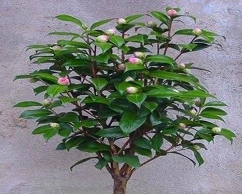 哪些植物最适合做盆栽？盆栽植物的选择技巧是什么？