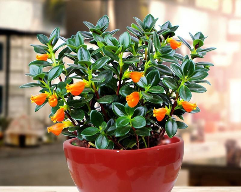 哪些植物最适合做盆栽？盆栽植物的选择技巧是什么？