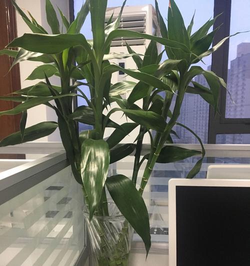 哪些花卉适合在办公室种植？