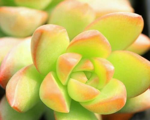 黄丽植物浇水技巧是什么？