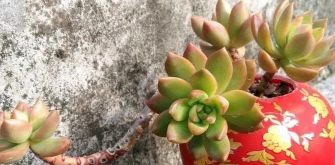 黄丽植物浇水技巧是什么？