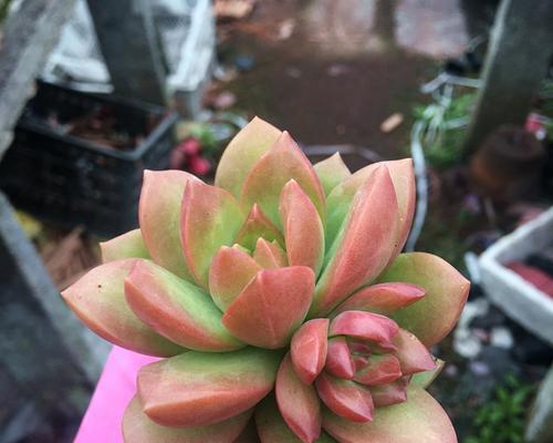 黄丽植物浇水技巧是什么？