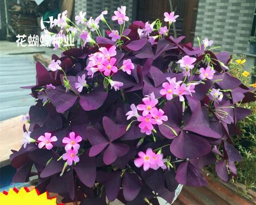 幸运草种植的技巧和注意事项是什么？