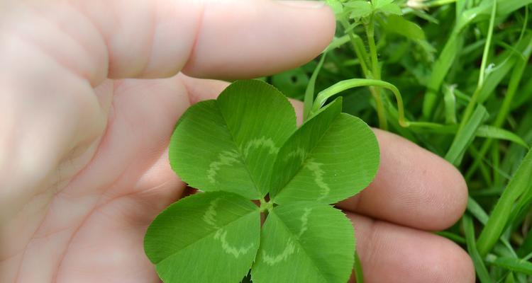 幸运草种植的技巧和注意事项是什么？