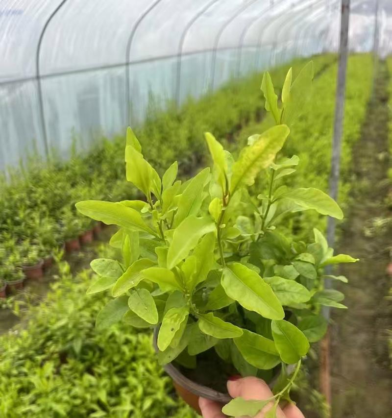 蓝雪花的种植方法是什么？