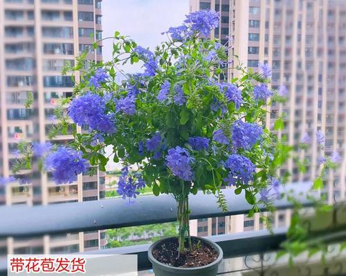 蓝雪花的种植方法是什么？