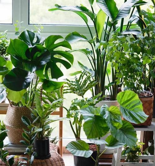 家庭适合养哪些大型植物？大型室内植物的养护要点是什么？