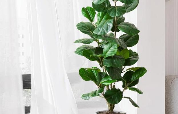 家庭适合养哪些大型植物？大型室内植物的养护要点是什么？