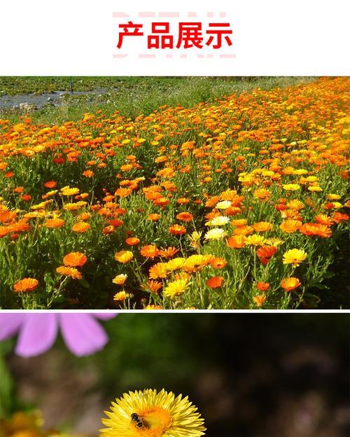 金盏菊种子的种植方法是什么？