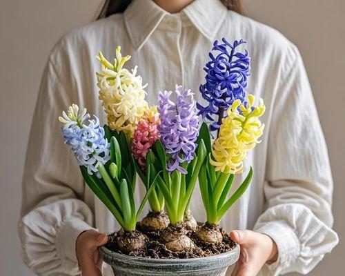 风信子土培的方法是什么？怎样才能土培好风信子？