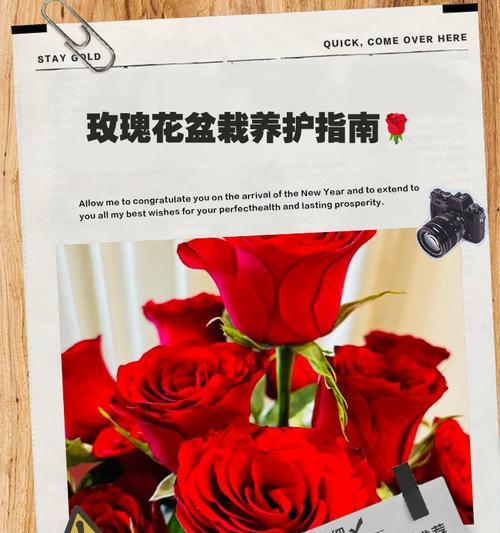 玫瑰移栽的最佳时间和方法是什么？