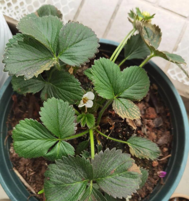 草莓叶子的形状和特征是什么？如何识别健康的草莓叶？