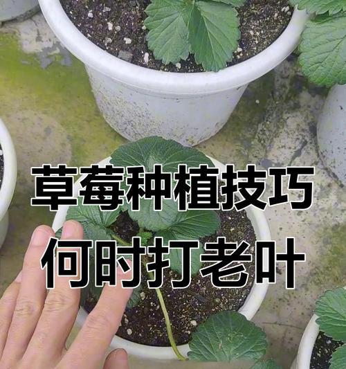 草莓叶子的形状和特征是什么？如何识别健康的草莓叶？