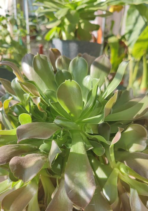 法师植物的养护技巧和常见问题解答？